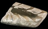 Jurassic Marine Reptile Bone In Cross-Section - Whitby, England #49151-1
